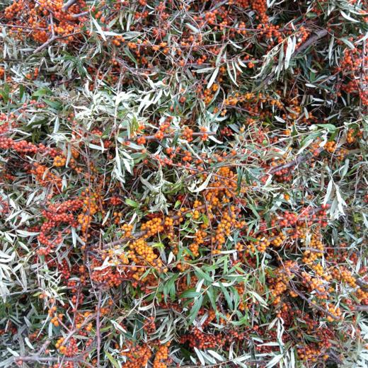 大黄米沙棘挂面/玉米沙棘面/红高梁挂面200g【基地直发】 商品图11