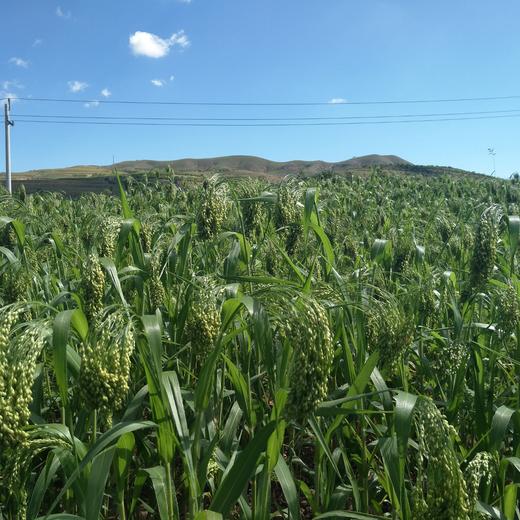 大黄米沙棘挂面/玉米沙棘面/红高梁挂面200g【基地直发】 商品图9