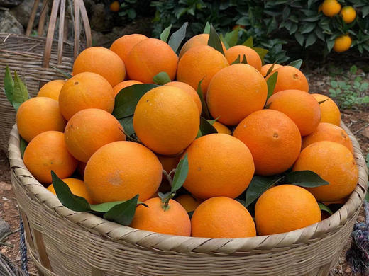 三峡纽荷尔脐橙【11月应季水果】 商品图6