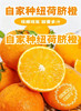 三峡纽荷尔脐橙【11月应季水果】 商品缩略图0