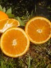 三峡纽荷尔脐橙【11月应季水果】 商品缩略图4