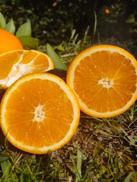 三峡纽荷尔脐橙【11月应季水果】 商品图4