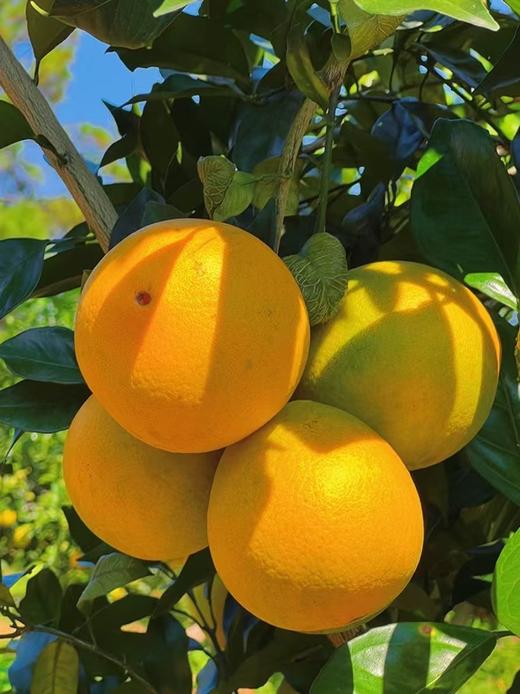 三峡纽荷尔脐橙【11月应季水果】 商品图3