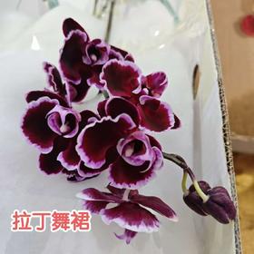 蝴蝶兰 | 拉丁舞裙（可能有轻微瑕疵不售后，介意慎拍）