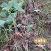 从化生态红芽芋 5斤 | 合作农友生产，产自广东从化，生产者：李洁和杨建锋及家人*【公平贸易农人定价】 商品缩略图13