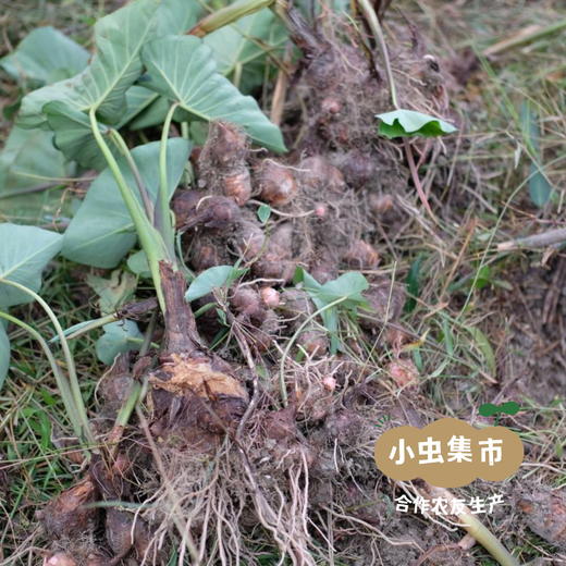 从化生态红芽芋 5斤 | 合作农友生产，产自广东从化，生产者：李洁和杨建锋及家人*【公平贸易农人定价】 商品图13