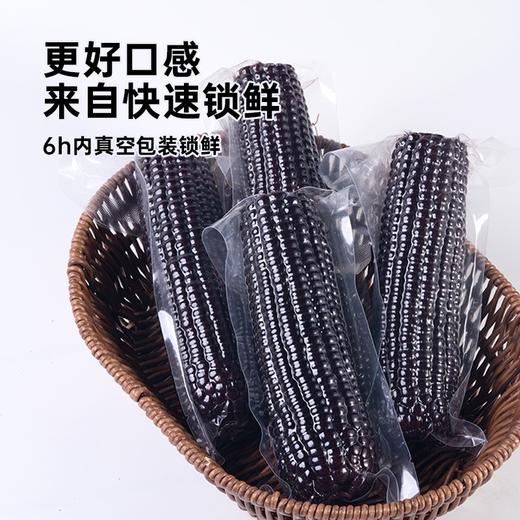 彩虹星球|有机黑糯玉米 商品图3