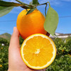 【优琦】赣南脐橙5斤（净重4.5斤）70-80mm 商品缩略图1