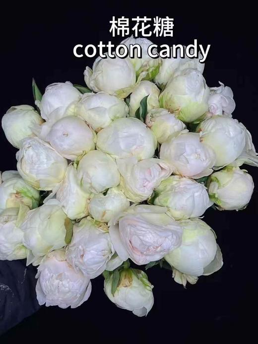 新西兰进口芍药棉花糖1支 商品图0