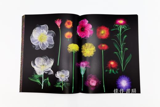 植物図鑑Ⅵ / Encyclopedia of Flowers VI / 植物图鉴 6 商品图2