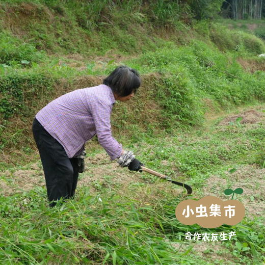 从化生态红芽芋 5斤 | 合作农友生产，产自广东从化，生产者：李洁和杨建锋及家人*【公平贸易农人定价】 商品图10