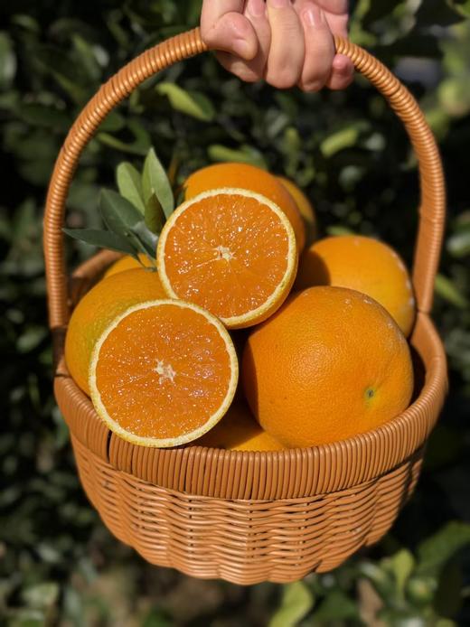 秭归脐橙九月红 商品图1