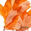 永生花材 | 永生板栗叶橙色 商品缩略图1