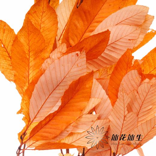 永生花材 | 永生板栗叶橙色 商品图1