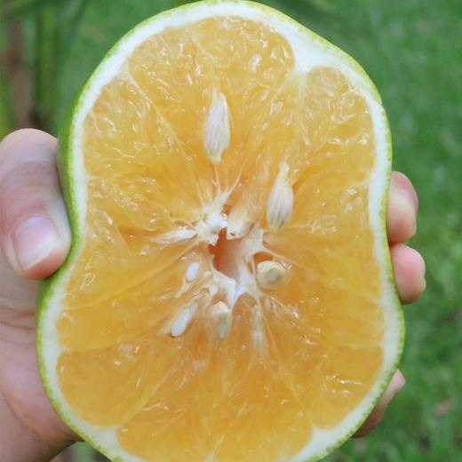 【顺丰快递】青悦柚 高山定制果园 自然慢熟 绿萌颗颗测糖 果肉细嫩多汁 入口无渣 BTZMM 商品图4