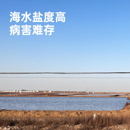 彩虹星球|有机熟冻盐田虾 商品图4