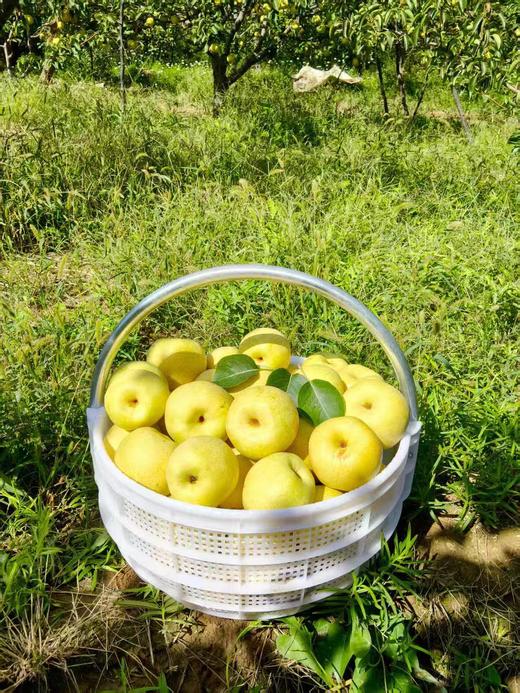 陕西酥梨大果家庭共享包邮直发 【NB】 商品图4