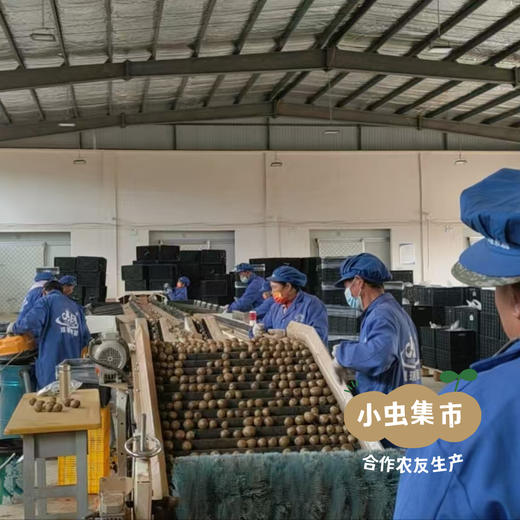 云南有机鸭嘴猕猴桃（开箱即食，无需催熟）| 合作农友生产，产自云南昆明，生产者：徐浩杰 *【公平贸易农人定价】 商品图9