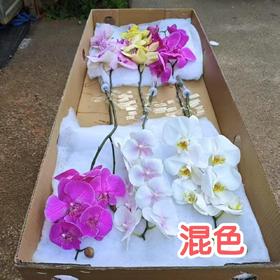 蝴蝶兰 | 混色（可能有轻微瑕疵不售后，介意慎拍）