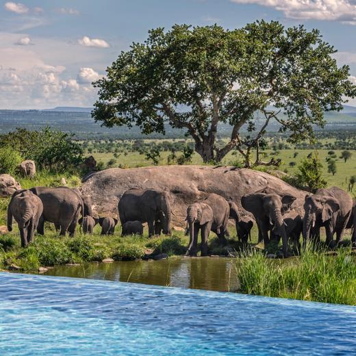 5天4晚【坦桑尼亚塞伦盖蒂四季 | Four Seasons Serengeti】2026全年可用！四季司导专车游猎、每日三餐酒水、丰富儿童活动、内陆段往返机票及VIP接送机，安心深度领略东非草原心脏 商品图2