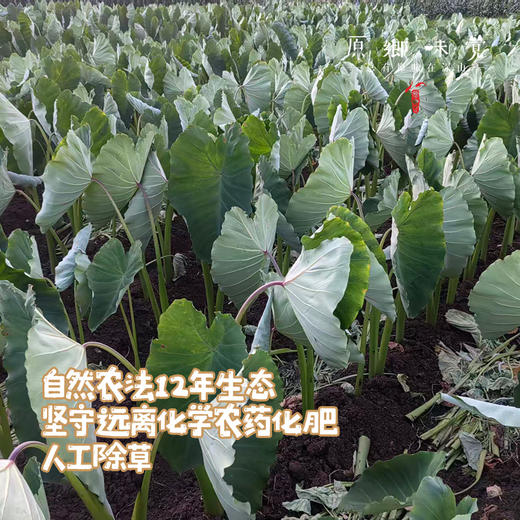 【现挖，排单发货】生态鸡蛋芋头（基地直发-中通包邮）|4斤/箱，来自云南大理州，生产者：谢雪梅【合作生产，公平贸易】 商品图2