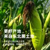 彩虹星球|有机黑糯玉米 商品缩略图1