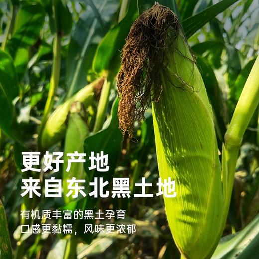 彩虹星球|有机黑糯玉米 商品图1