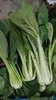 老品种青菜400g~农场现摘现发 商品缩略图4