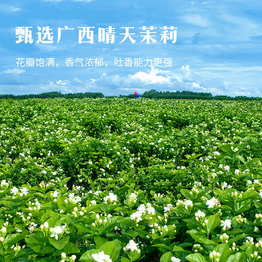 八马茶业｜多三朵茉莉花茶·茉莉小白毫鲜茉莉真花香茶味足 商品图3