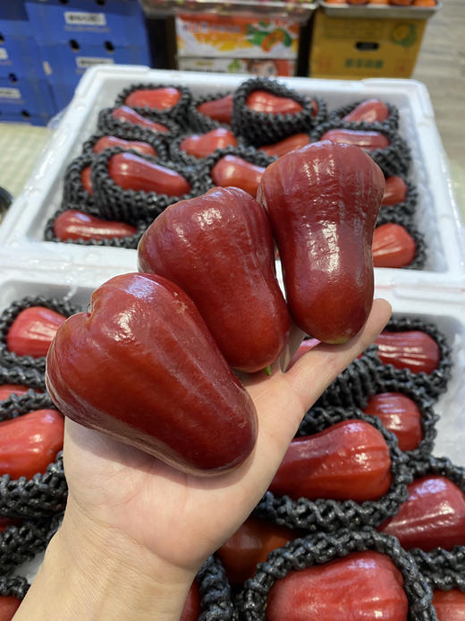 【宏丰精选】 莲雾 水果界的“神仙水”，闭上眼睛都能感受到甘冽的清甜味，活动价29.8元一斤 商品图3