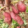 【梅州帮扶】生长地五华高山红薯 （小蜜薯） 5斤装 商品缩略图2
