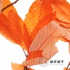 永生花材 | 永生板栗叶橙色 商品缩略图3