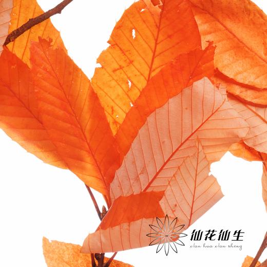 永生花材 | 永生板栗叶橙色 商品图3