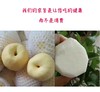 陕西酥梨大果家庭共享包邮直发 【NB】 商品缩略图2