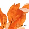 永生花材 | 永生板栗叶橙色 商品缩略图4