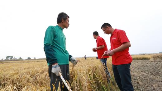 【风味人间】京贡1835五常贡香米5kg袋 纯正保真稻花香2号，绿色种植标准，没有农残，健康好吃 商品图4