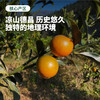 【果皮薄脆 甜蜜多汁】凉山脆蜜金柑 试吃装/礼盒装【顺丰发货】 商品缩略图6
