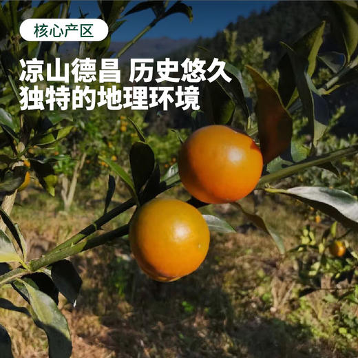 【果皮薄脆 甜蜜多汁】凉山脆蜜金柑 试吃装/礼盒装【顺丰发货】 商品图6