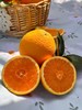 秭归脐橙九月红 商品缩略图0