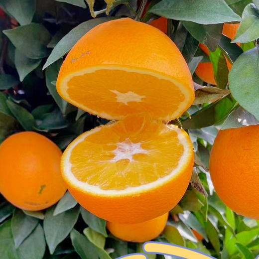 【优琦】赣南脐橙5斤（净重4.5斤）70-80mm 商品图4