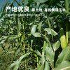 彩虹星球|有机黄糯玉米 商品缩略图1