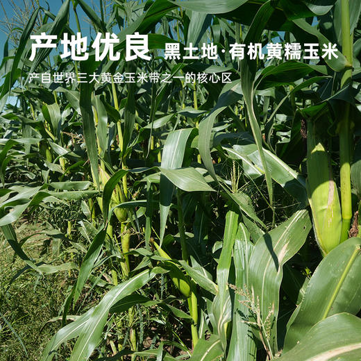 彩虹星球|有机黄糯玉米 商品图1