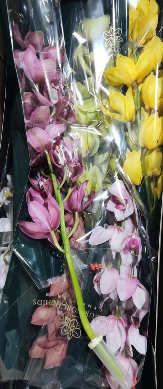 荷兰花材 | 大花蕙兰混色【瑕疵 折痕 不售后，介意者慎拍】 商品图0