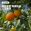【果皮薄脆 甜蜜多汁】凉山脆蜜金柑 试吃装/礼盒装【顺丰发货】 商品缩略图7