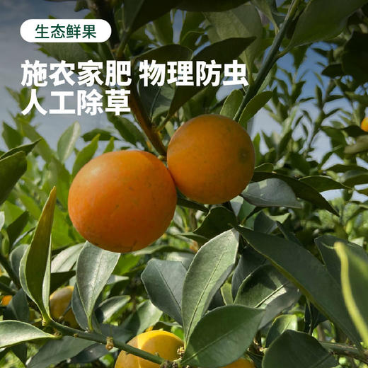 【果皮薄脆 甜蜜多汁】凉山脆蜜金柑 试吃装/礼盒装【顺丰发货】 商品图7