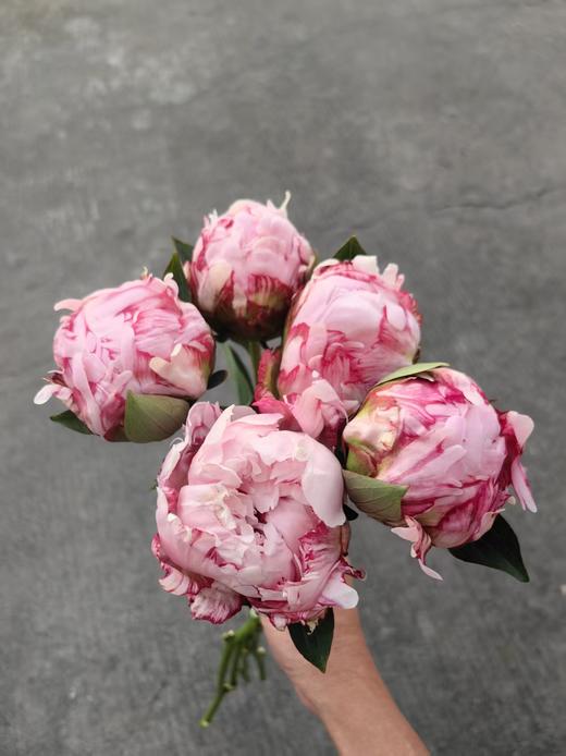 新西兰进口粉莎拉芍药花 商品图1