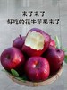 【新鲜】甘肃花牛苹果中果，面甜10元3斤 商品缩略图0
