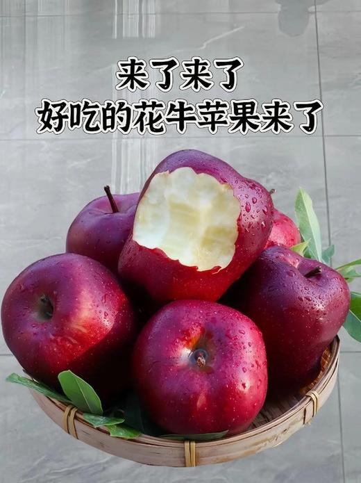 【新鲜】甘肃花牛苹果中果，面甜10元3斤 商品图0