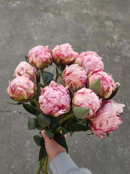 新西兰进口粉莎拉芍药花 商品图0