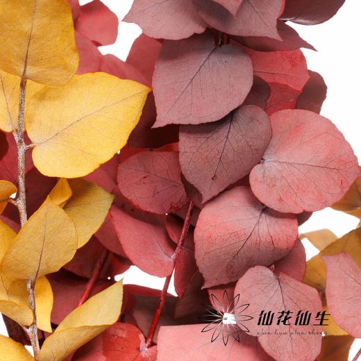 荷兰花材 | 永生大叶多支尤加利秋色 商品图1